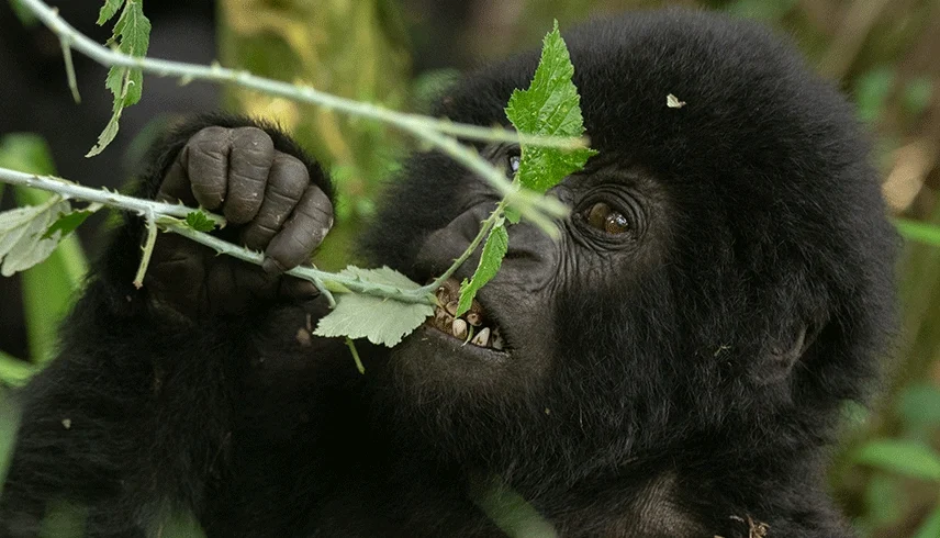 2-days-gorilla-trekking-and-cultural-tour-in-mgahinga