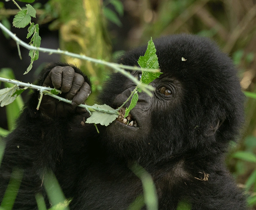 2-days-gorilla-trekking-and-cultural-tour-in-mgahinga