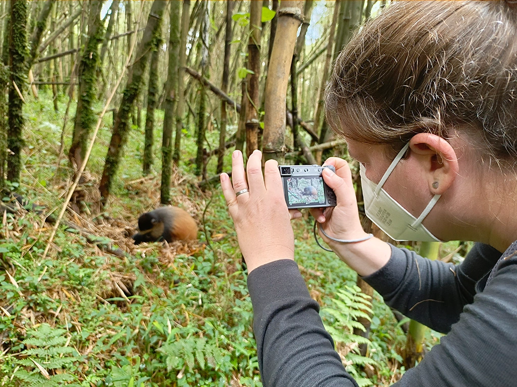 golden-monkey-tracking-in-mgahinga-gorilla-national-park