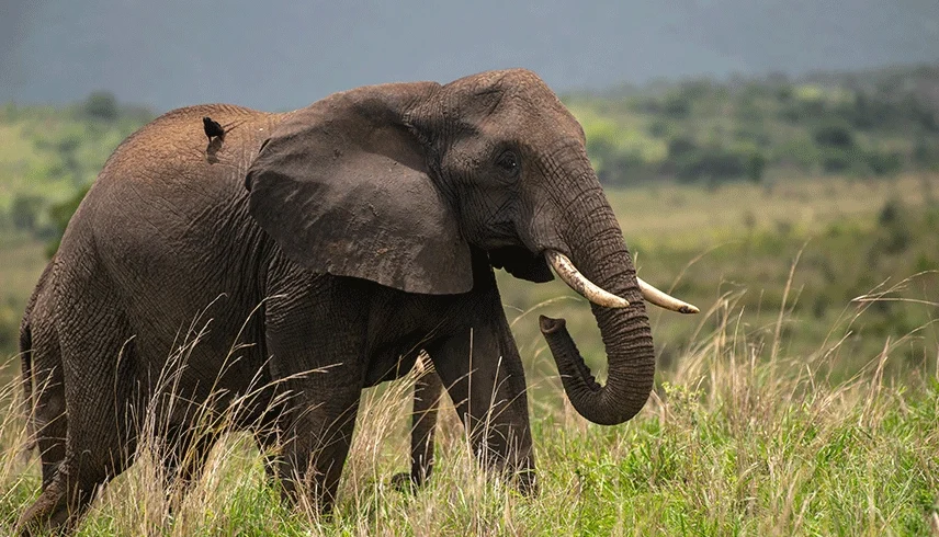 3-days-rwanda-wildlife-safari