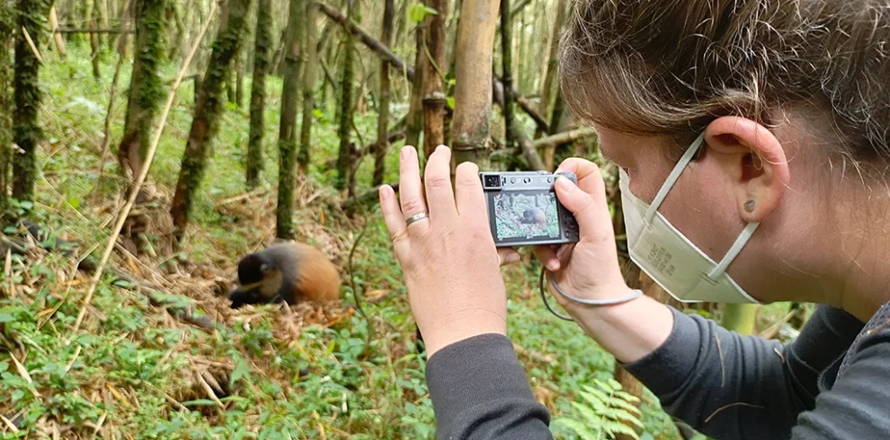 4-day-gorilla-and-golden-monkey-trekking-in-mgahinga-national-park