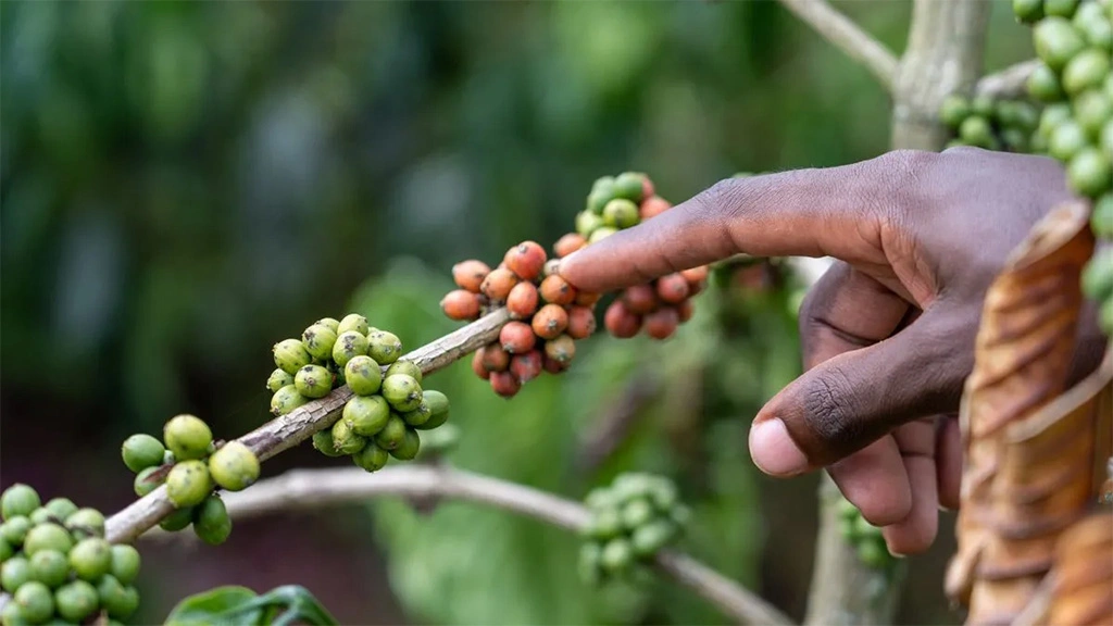 coffee-harvesting-in-uganda