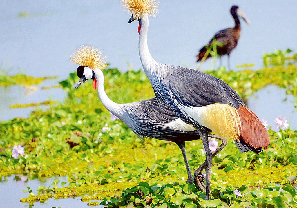 crested-crane-on-lake-mutanda