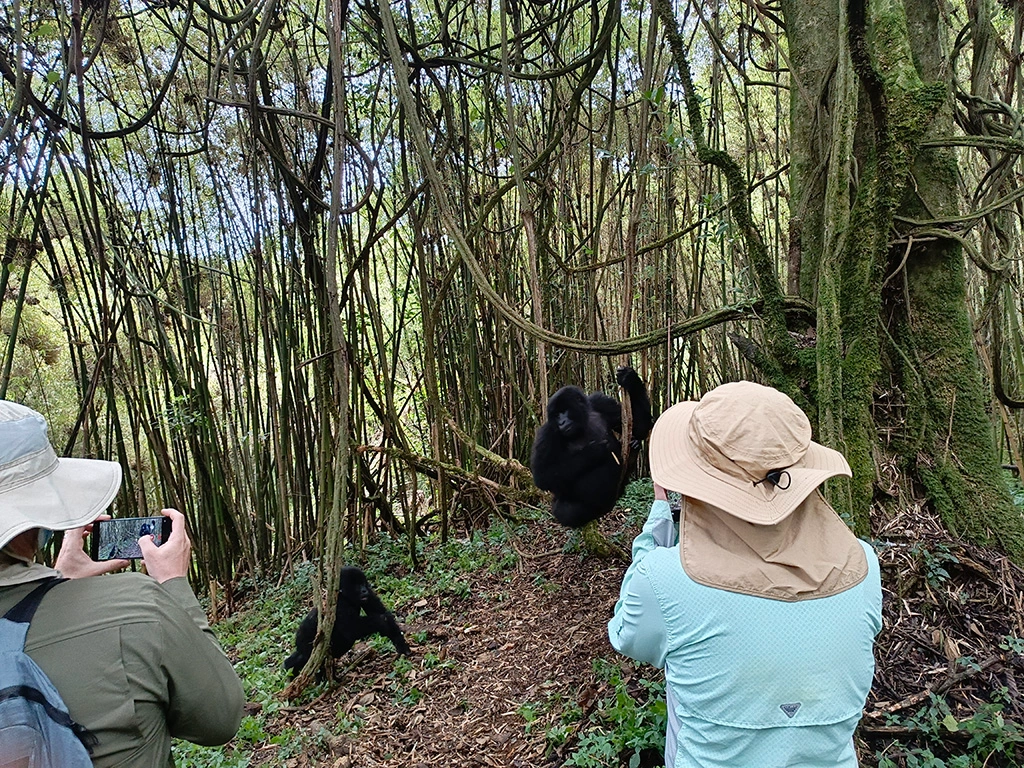 gorilla-trekking-in-mgahinga