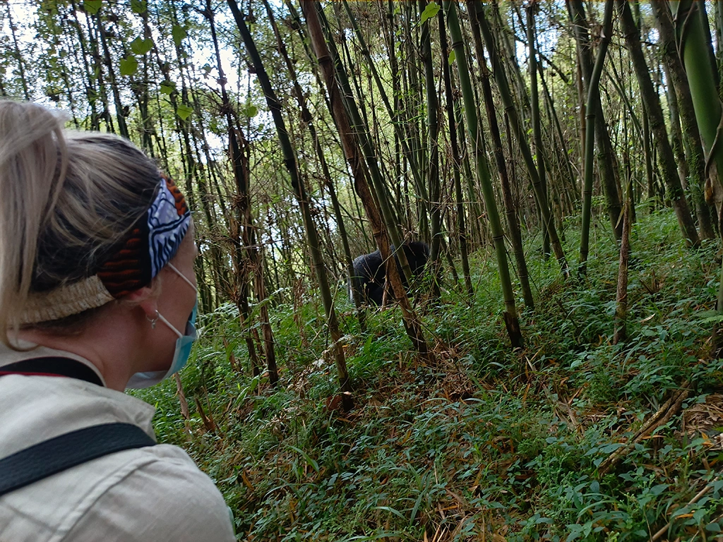 gorilla-trekking-in-mgahinga-gorilla-national-park