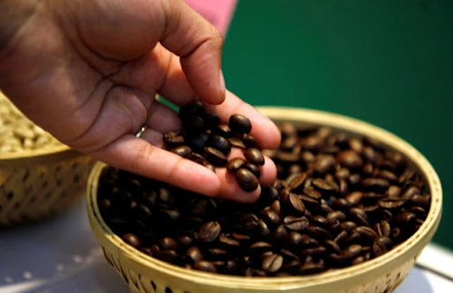 coffee-experience-in-kisoro