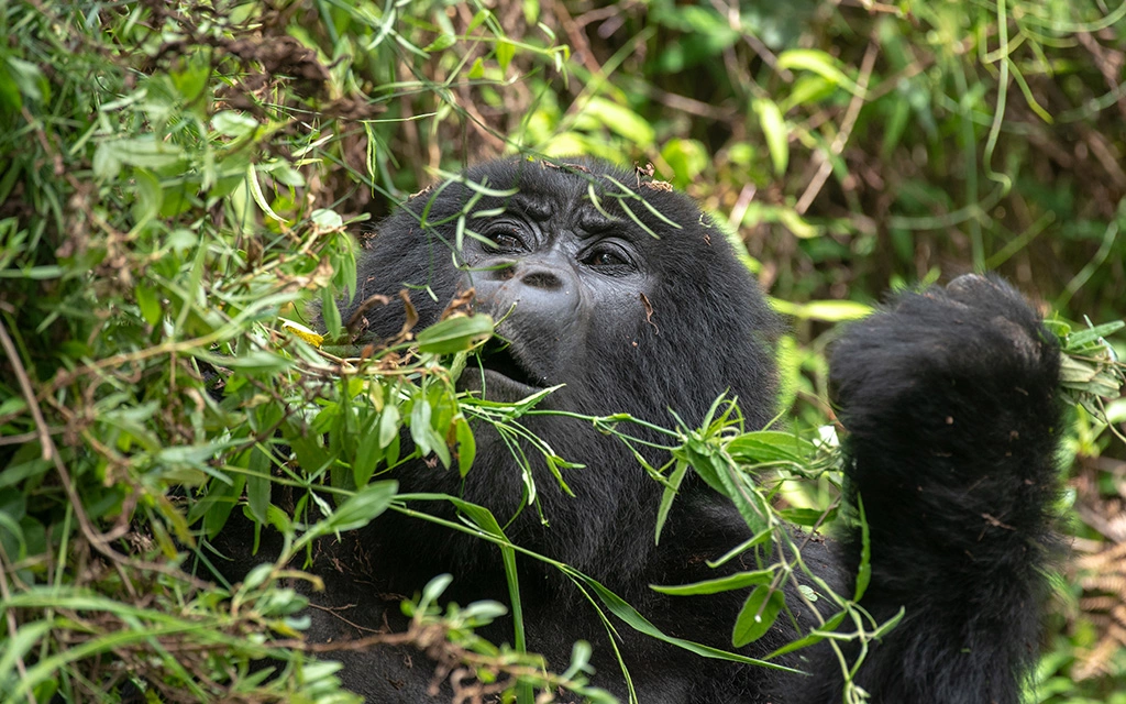 gorilla-trekking-experience-with-lake-mutanda-boat-cruise